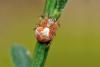 Araneus (sturmi-triguttatus)